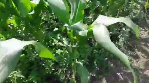 Сахарная кукуруза. Часть 7. Появление метелки