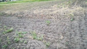 сколько 1 человек может вырастить чеснока вручную