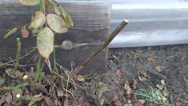 Обрезка и черенкование роз в ЯНВАРЕ. А что, так можно? Вот и попробуем! смотреть онлайн