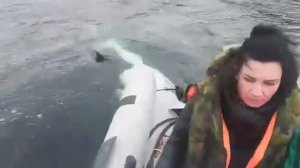 Касатки перепугали семью в охотской море