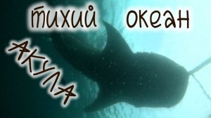 Акулы тихий океан дайвинг , Sharks pacific ocean diving