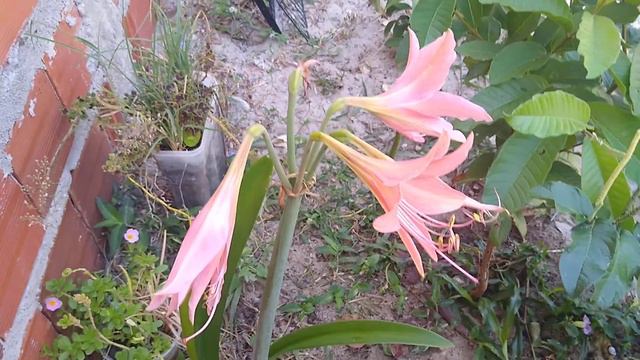 amarílis salmão смотреть онлайн