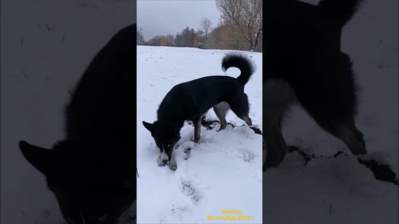 Вот такая снежная осень в Москве..октябрь !