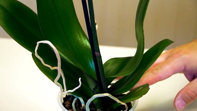 На что стоит обратить внимание при покупке ОРХИДЕИ. смотреть онлайн