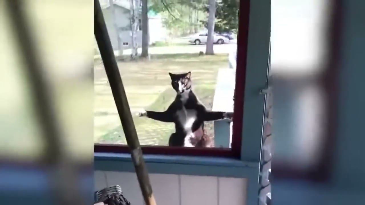 приколы Тик ТокЛУЧШИЕ ПРИКОЛЫ 2024 | ПРИКОЛЫ ДЛЯ ВЗРОСЛЫХ | ПРИКОЛЫ | ПРИКОЛЫ  | ТИК ТОК #Humor-tim