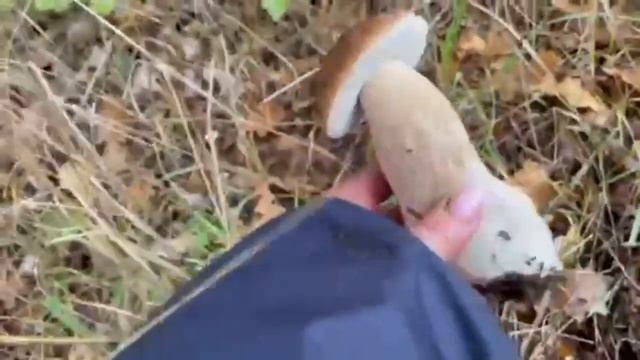 Попали в Рай грибников!Третий день собираем грибы а их все больше и больше!У нас номер смыло с авто