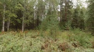 Охота на медведя с лайками. Молодой и очень быстрый медведь