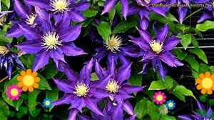 Клематис гибридный Хакуоокан. Краткий обзор, описание характеристик clematis Hakuookan