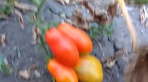 Томат гаванская сигара