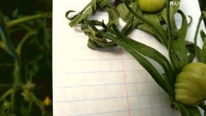 МАХРОВЫЕ ЦВЕТКИ У ТОМАТОВ. УДАЛЯТЬ??? или НЕТ???