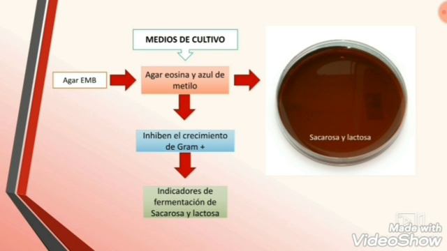 Enterobacterias смотреть онлайн