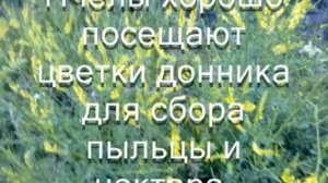 Донник жёлтый медонос