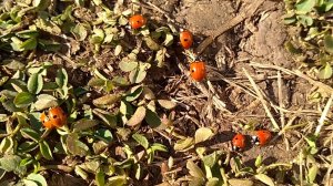 Божьи коровки. Полезные насекомые божьи коровки или приносят вред?