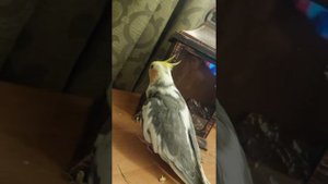 попугай корелла ругается