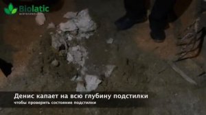 Результат от бактерий для подстилки Biolatic