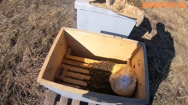Экопласт варроа деструктор применение (щавелевая кислота с глицерином)