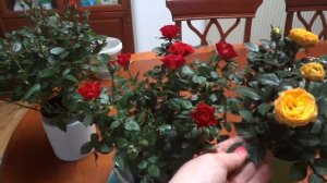 ? Комнатная роза,  минироза. Адаптация легко и просто!