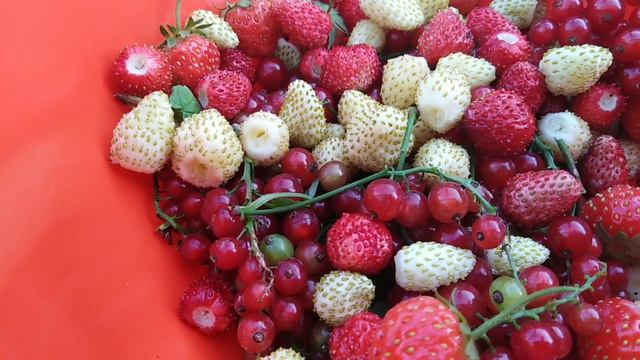 Заготовка ягод на зиму, заморозка. смотреть онлайн