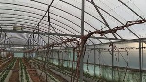 Формировка винограда в тепличном хозяйстве
