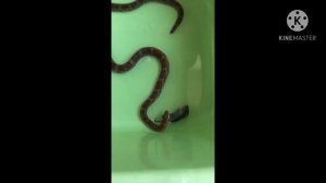 ШОК! Кормление змеи! Как кормить змей?