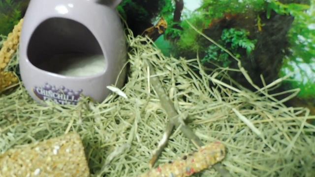 ПЕСЧАНКАМ - 7 ДНЕЙ ))) #МОНГОЛЬСКИЕПЕСЧАНКИ ЛИТТЛ ДЖОЙ КАРОЛИНА #ПЕСЧАНКИСОДЕРЖАНИЕРАЗВЕДЕНИЕ