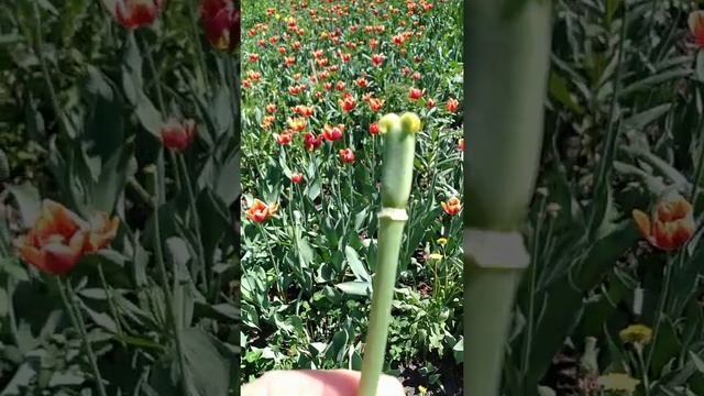 Доращивание деток луковиц тюльпанов после выгонки