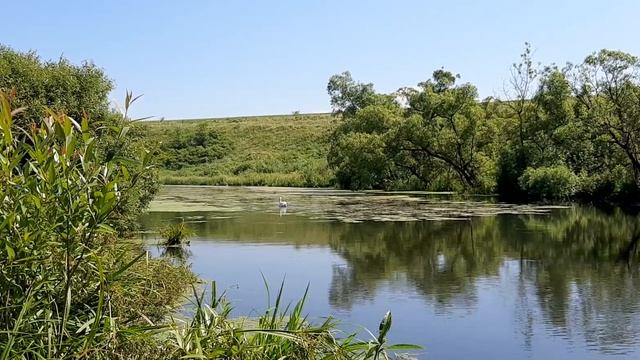 Одинокий лебедь плавает по речке. 24 июня 2021 год смотреть онлайн