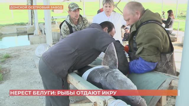 На Донском осетровом заводе начался нерест белуги