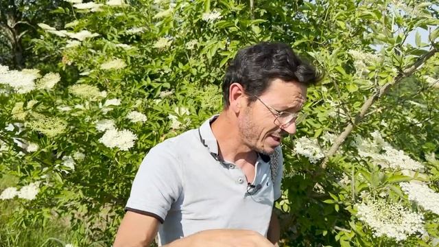 HAUSAPOTHEKE & FEINKOSTLADEN ➡️ Sambucus nigra - Holunder смотреть онлайн