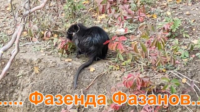 День Рождения. Насти Логиновой. Фазенда Фазанов. Новодмитриевская.10. 2020