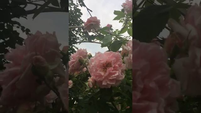 Розы цветут. Часть 7. смотреть онлайн