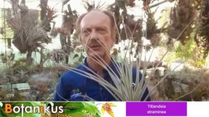 #TipsBotanikus Video #4 Tillandsia straminea