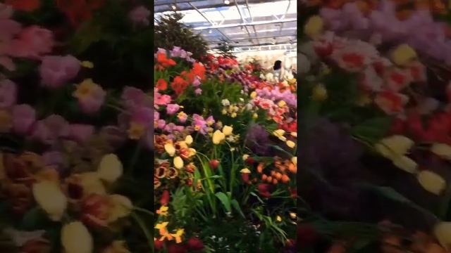Москва Ботанический сад #москва #ботаническийсад #тюльпаны