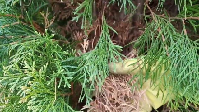 Туя весной, что случилось с хвоей?