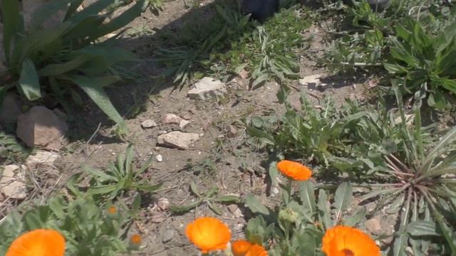 Сад своими руками. Мой сад 04 мая 2021 года. Все цветет смотреть онлайн