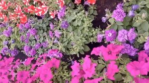 Петуния через неделю. Цветотерапия от Зеленого Ангела