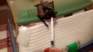 Двухцветный кожан кушает.