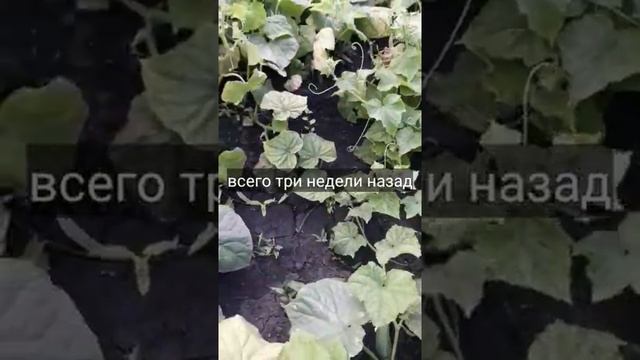 Простой и необычный способ посадки огурцов, вы не поверите.