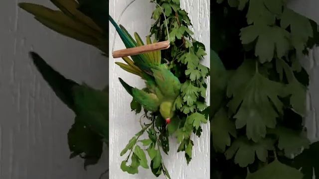 Экзотика🦜: "Когда от природы ты попугай,а душой Царская птица-павлин."🦚 / Exotic : Royal bird.