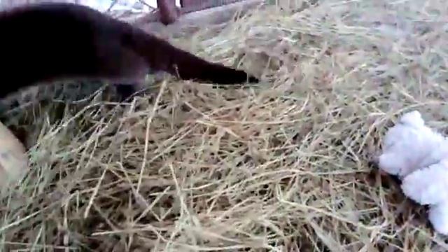 Детеныш выдры с Сахалина адаптируется в Приморском сафари-парке смотреть онлайн