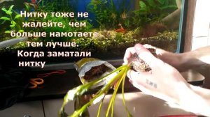 Как разделить два растения в одной Вабикусе. #Аквариумистика#Аквариумныерастения
