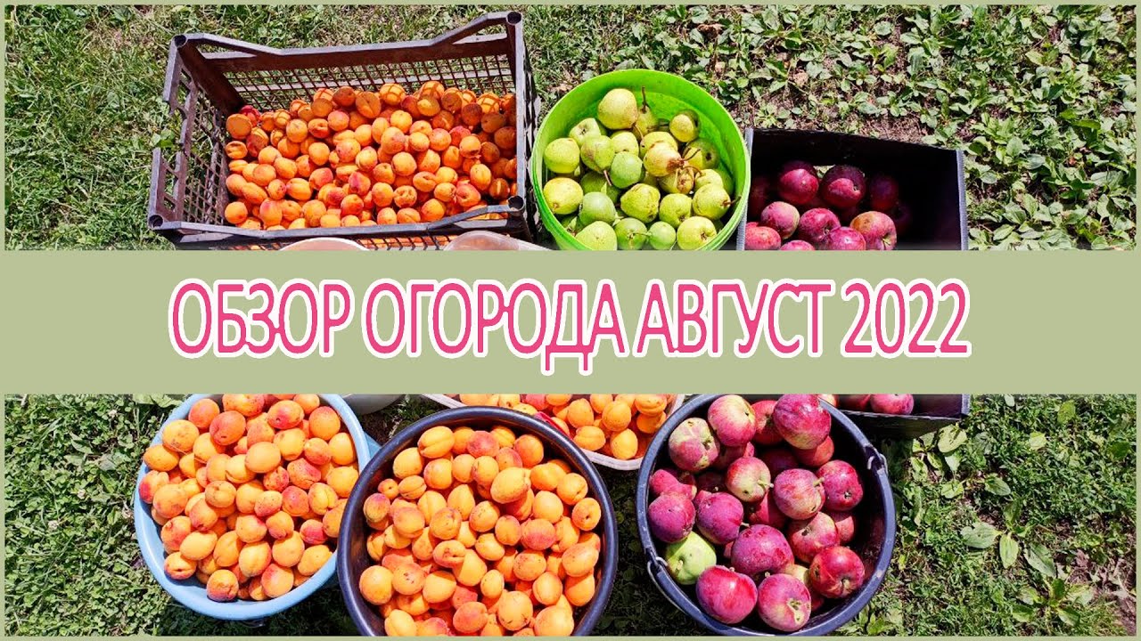 ⭐Обзор огорода август ???? Сбор урожая ⭐