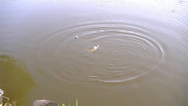 Хороший улов | Рыбалка с ночевкой | Ловим леща. смотреть онлайн