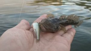 Александр Митюшин - Рыбалка на Ахтубе Сентябрь 2021 Харабали