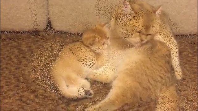 Спокойной ночи, друзья! смотреть онлайн