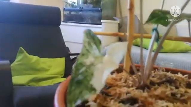 Syngonium Albo Variegata смотреть онлайн