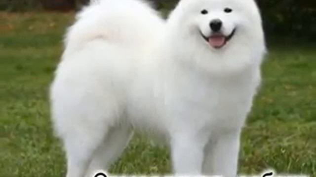 Самые красивые породы собак в мире ТОП 25