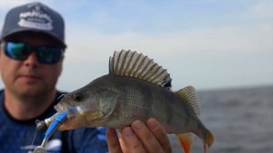 Амстердамский джиг на Рыбинском водохранилище. Щуки, трепещите)