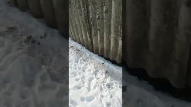 Венгерская Мангалица на морозе. Поросята играют в снегу. смотреть онлайн