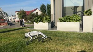 Робособака GO2 pro делает сальто вбок на газоне (замедленно)